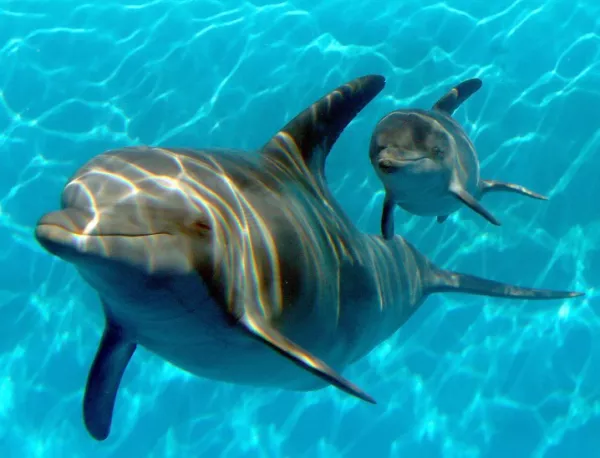 Открит е варненският делфинариум