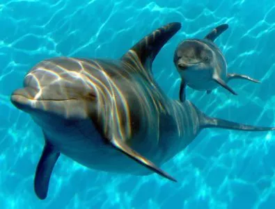 Продължават проявите по повод Деня на делфините в Бургас