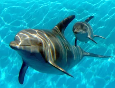 Русия купува 5 млади черноморски бойни делфина