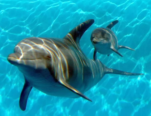 Открит е варненският делфинариум