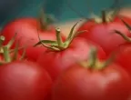 Какви са тайните за отглеждане на гигантски домати