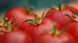 Откриват фермерски пазар за български домати в столицата
