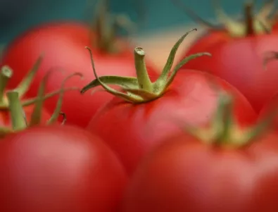 Учени: Не съхранявайте доматите в хладилник!