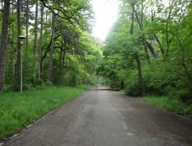 Възможно е да бъдат изсечени 30% от дърветата в Борисова градина