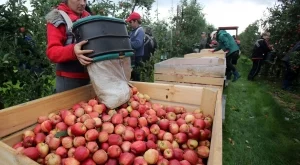 Ябълките в ЕС поскъпват заради слабата реколта 