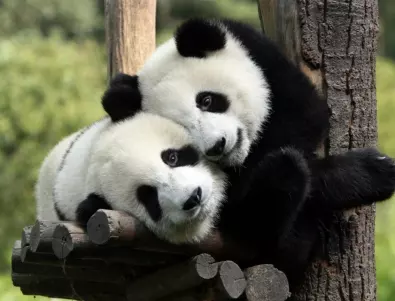 Китай: Гигантските панди вече не са застрашени, но все още са уязвими 
