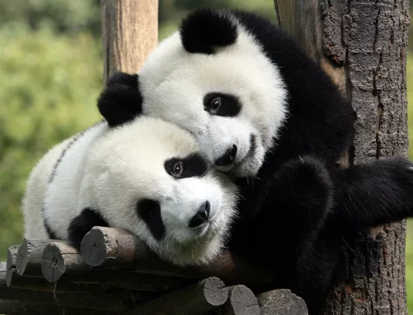 Китай не праща гигантски панди до Малайзия заради изчезналия самолет