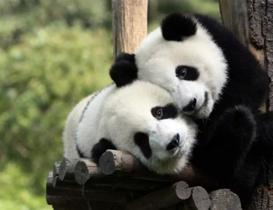 Гигантски панди се родиха в белгийски зоопарк 