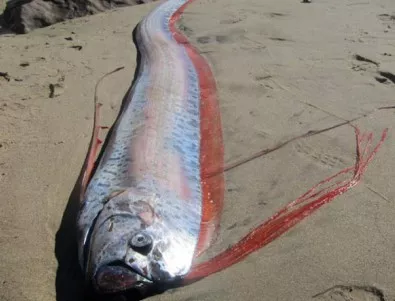 Риба с дължина около 4,5 метра бе изхвърлена от океана