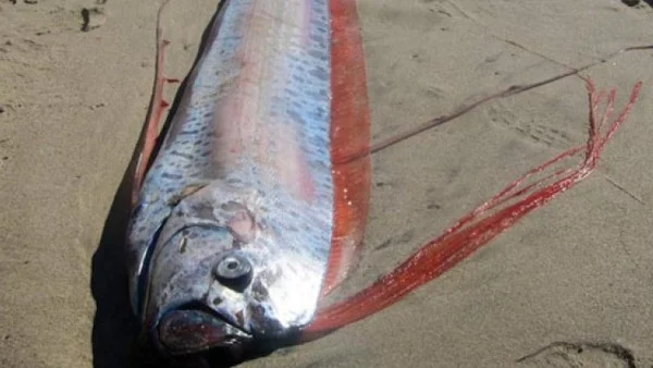 Риба с дължина около 4,5 метра бе изхвърлена от океана