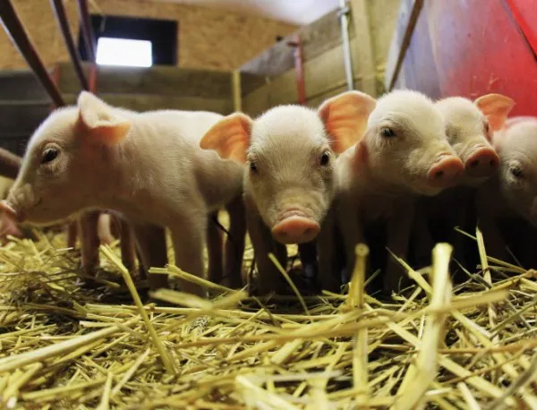 ДФ "Земеделие" дава 5 млн. лв. за хуманно отношение към свине и птици 
