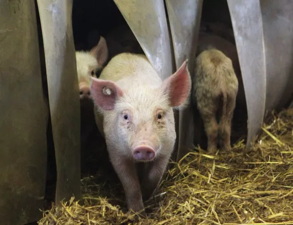 Русия временно спря вноса на свинско месо от България