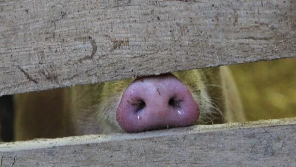 До август в България може да има първо огнище на африканска чума по свинете