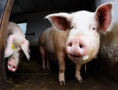 В бъдеще ГМО-органи от прасета ще могат да се трансплантират на хора