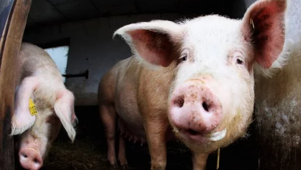 В бъдеще ГМО-органи от прасета ще могат да се трансплантират на хора