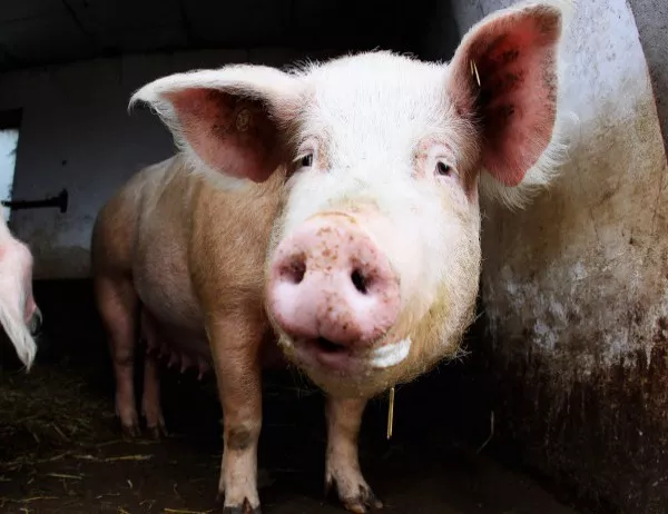 Холандската "Пегида" ще пече свинско пред джамии по време на Рамазан Байрам