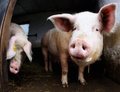 Румънския съобщи за над 500 огнища на африканска чума по свинете
