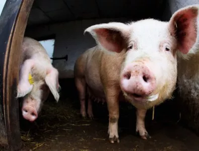 Въвеждат допълнителни мерки за превенция на африканската чума по свинете