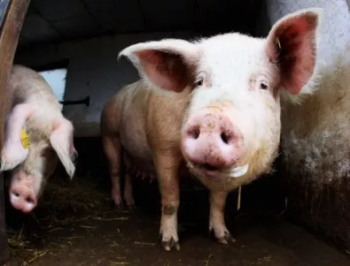 Няма чума по свинете в провадийското село Бозвелийско 