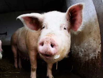 Пробите за африканска чума по свинете в село Бозвелийско са отрицателни