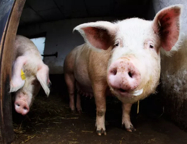 Откриха африканска чума по свинете в Плевенско, унищожават животни в четири села