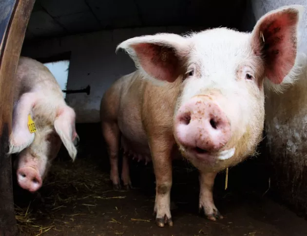Държавата одобри милиони за борба с африканската чума по свинете