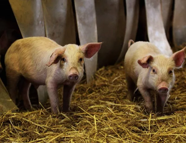 Африкаснката чума по свинете е достигнала на 200 километра от България