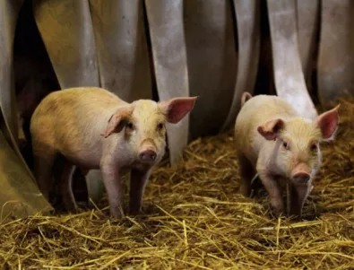 В Латвия ще бъдат избити 15 600 чумави прасета