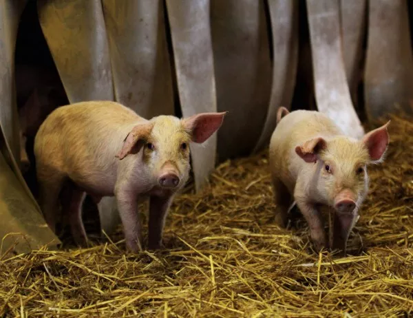 ЕС приканва държавите-членки да засилят контрола върху чумата по свинете