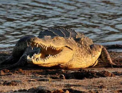 Крокодил нападна търговски център