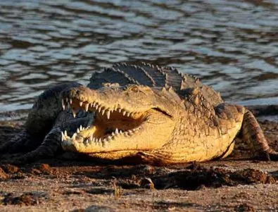 Египет ще изнася...крокодили