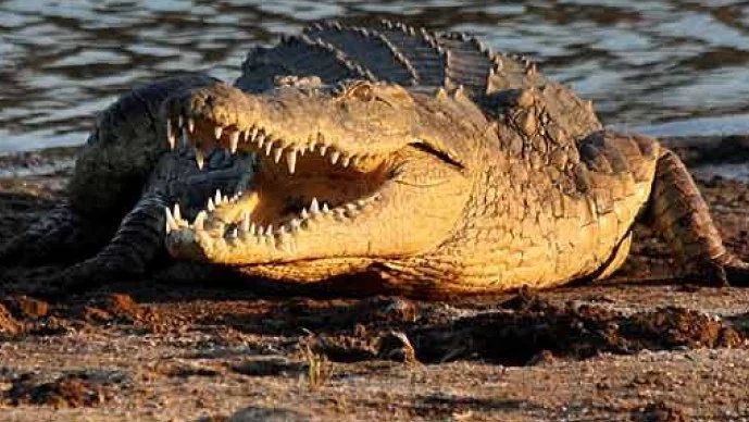 Египет ще изнася...крокодили