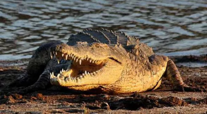 Ужас! Петметров крокодил изяде футболист на тренировка