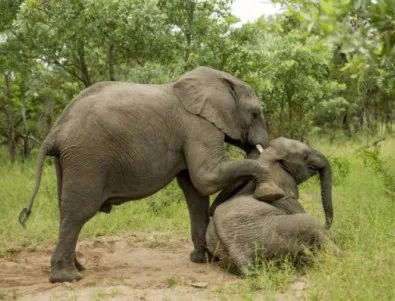 Защо и как слоновете се напиват?