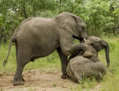 Слоновете откриват мини по-добре от кучета