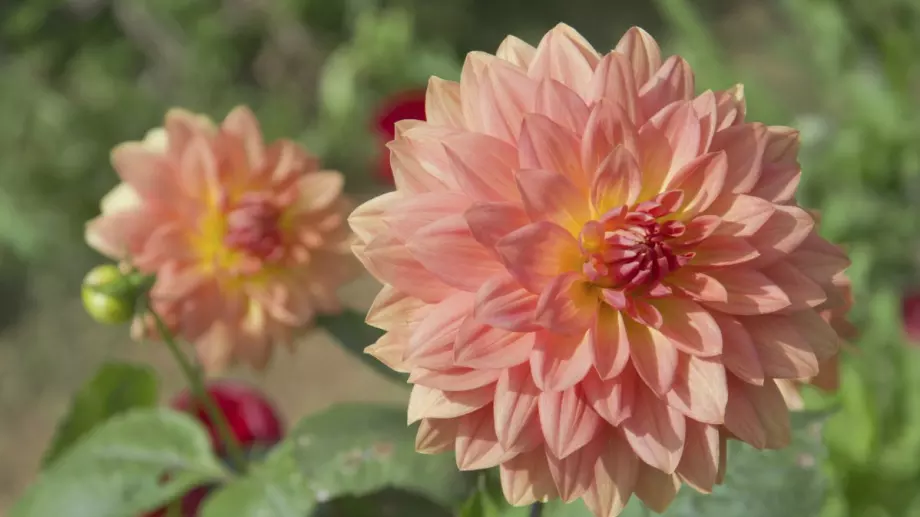 Флорален хороскоп – какво казва за характера ти?