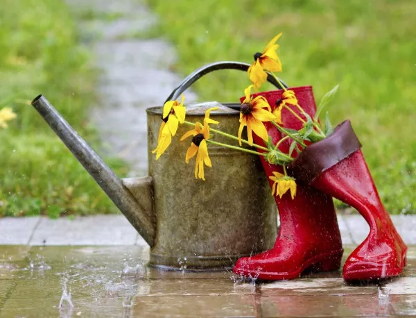 Дъждовете се отразяват зле на посевите в Смолянско