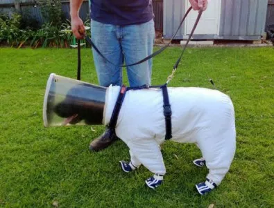 Това е Баз - кучето, което надушва смъртоносна болест при пчелите