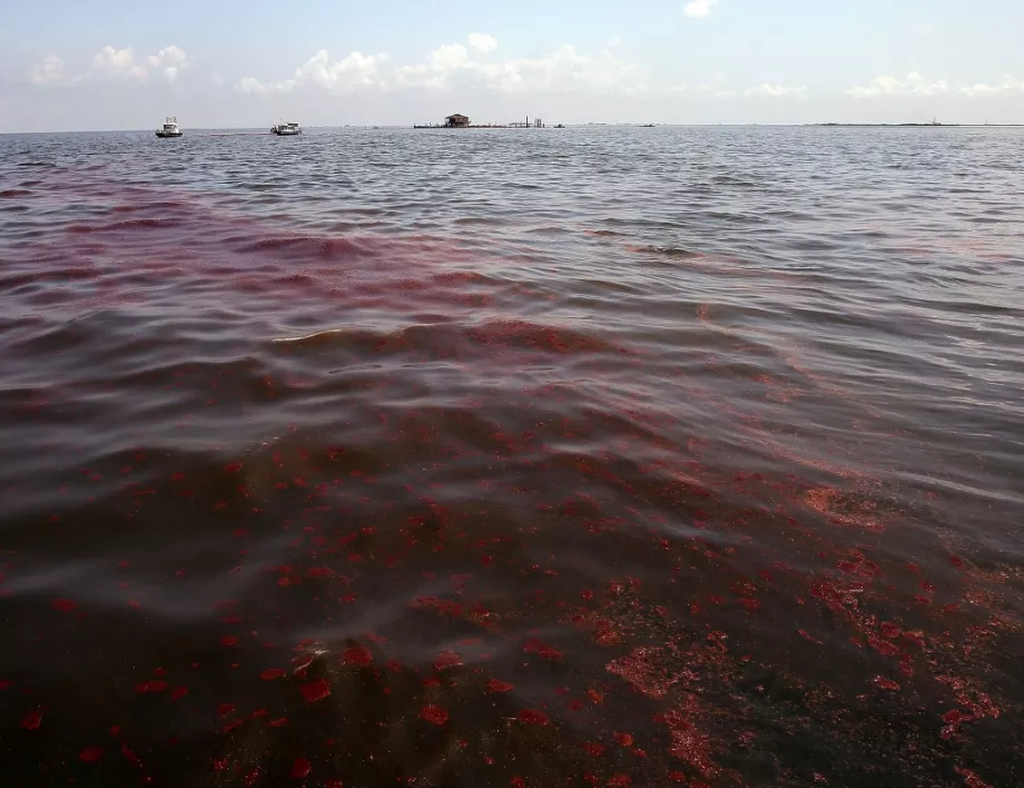 5 000 военни спасяват плажовете на Бразилия от най-големия разлив на петрол в историята 