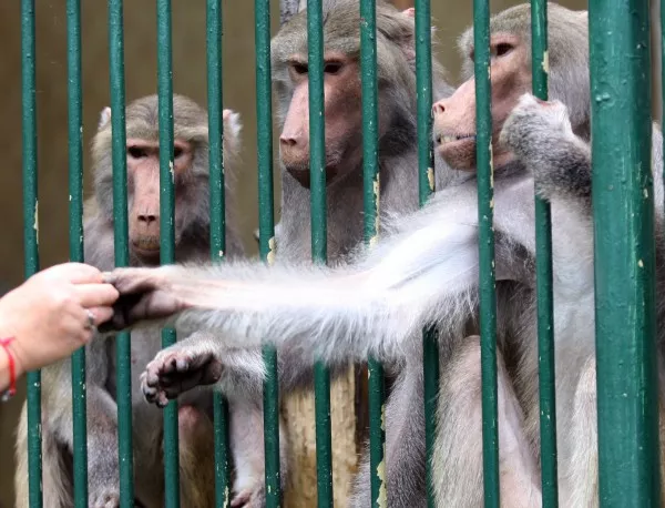 Животните във варненския зоопарк приемат нормално жегите