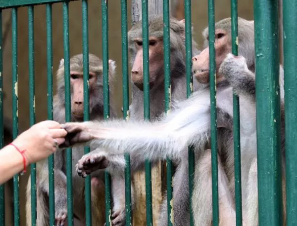В Пловдив се готви протест срещу строежа на нова зоологическа градина