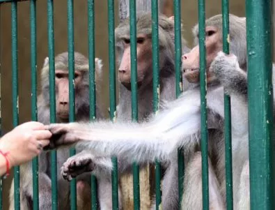Откраднаха маймуна от зоопарка в Скопие