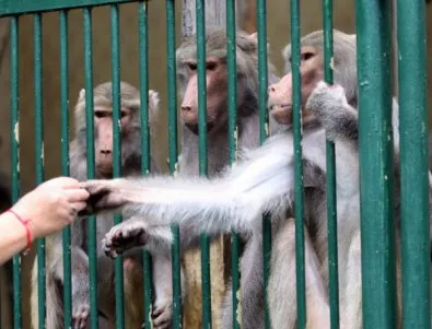 Прокуратурата в Кюстендил ще проверява състоянието са животните в зоопарка