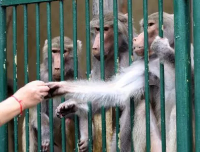 Съд в Ню Йорк не даде на шимпанзетата човешки права