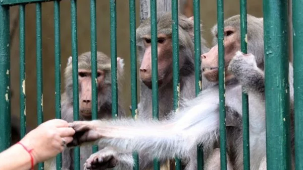 Съд в Ню Йорк не даде на шимпанзетата човешки права