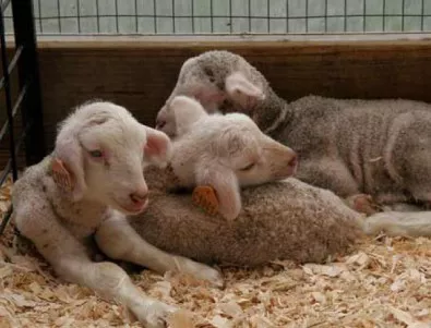 Опасна болест плъзна по овцете в Родопите