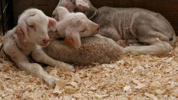 Глобалното затопляне води до увеличаване на болестите по животните