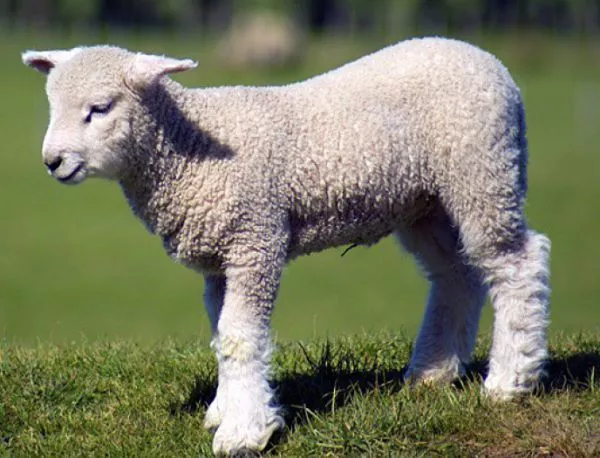 Национално изложение на овце ще се проведе над Смолян