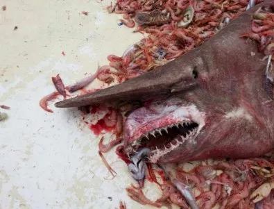 Това не е чудовище от филм на ужасите, а истинска и доста рядка акула
