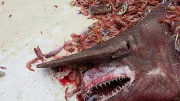 Това не е чудовище от филм на ужасите, а истинска и доста рядка акула